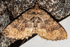 Austrocidaria cedrinodes