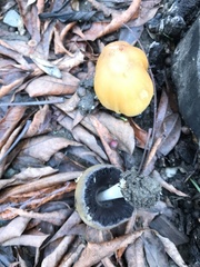 Coprinellus bipellis