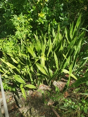 Sansevieria hyacinthoides