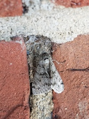 Phigalia denticulata