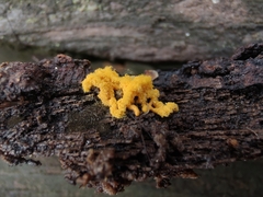 Hemitrichia