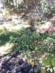 Juniperus monticola