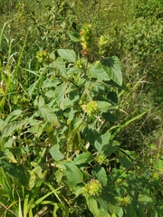 Malvastrum americanum