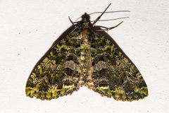 Austrocidaria similata