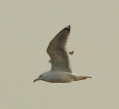 Larus argentatus mongolicus