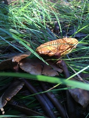 Lactarius rufulus