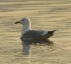 Larus argentatus mongolicus