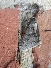 Phigalia denticulata