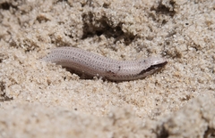 Plestiodon reynoldsi