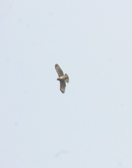 Buteo brachyurus