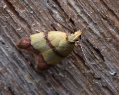 Heteroteucha translatella