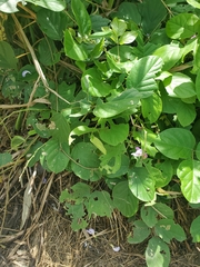 Canavalia rosea