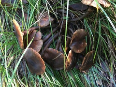 Lactarius rufulus