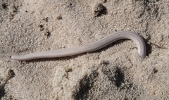 Plestiodon reynoldsi