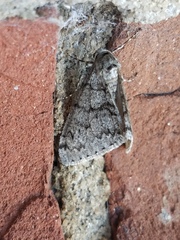 Phigalia denticulata