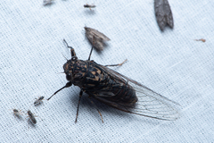 Auscala spinosa