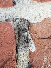 Phigalia denticulata