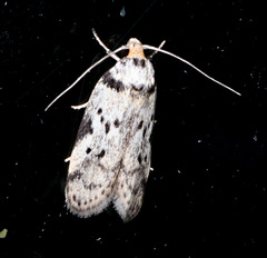 Philobota thiocrossa