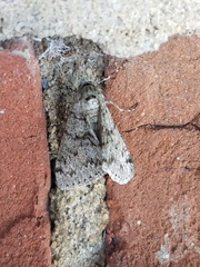 Phigalia denticulata