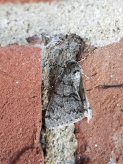 Phigalia denticulata