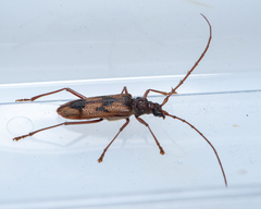 Phoracantha acanthocera