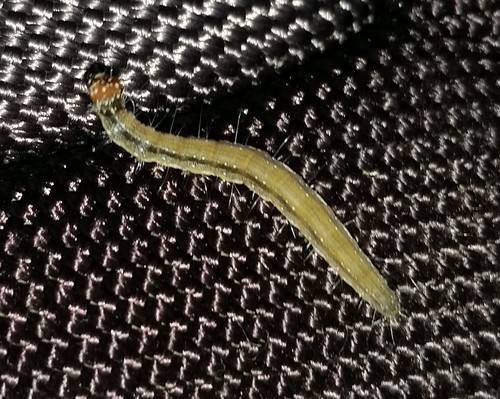 Ailanthus webworm