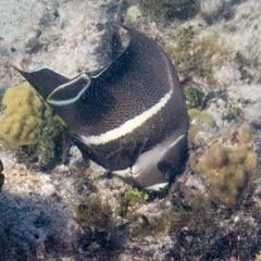 Pomacanthus arcuatus