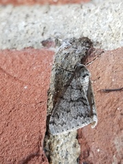 Phigalia denticulata