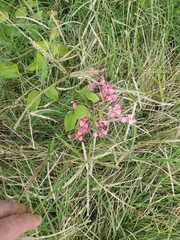 Antigonon leptopus