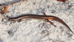 Plestiodon egregius
