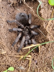 Theraphosinae