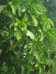 Morinda citrifolia