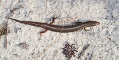 Plestiodon egregius