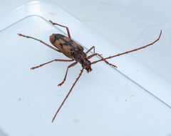 Phoracantha acanthocera