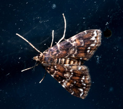 Elophila responsalis