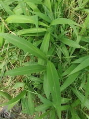 Setaria palmifolia
