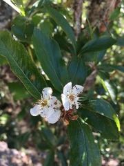 Crataegus mexicana