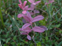 Exobasidium karstenii