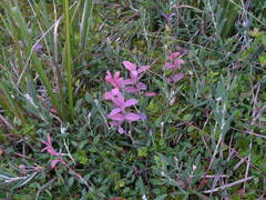 Exobasidium karstenii