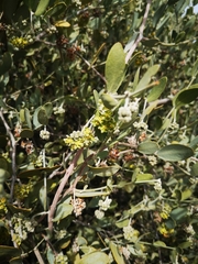 Simmondsia chinensis