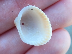 Lunarca ovalis