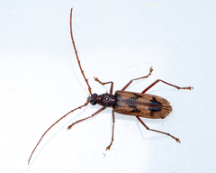 Phoracantha acanthocera
