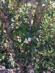 Crataegus mexicana