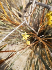 Asclepias subulata