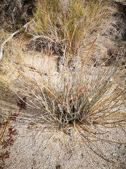 Asclepias subulata