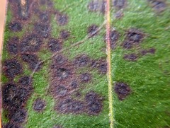 Mycosphaerella colorata