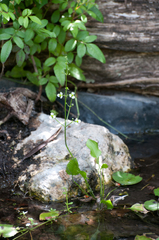 Echinodorus berteroi