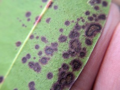 Mycosphaerella colorata