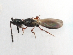 Coptera