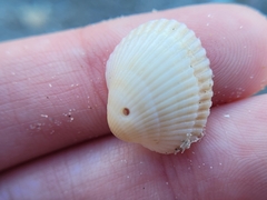 Lunarca ovalis